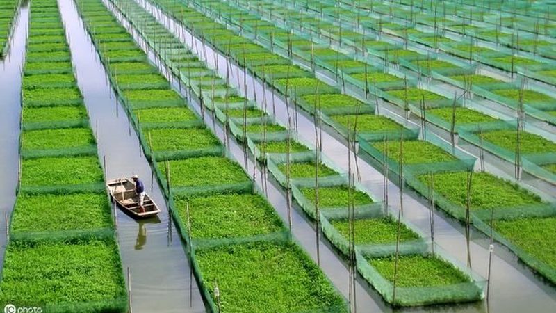 成都农资批发：优缺点剖析与选购策略
