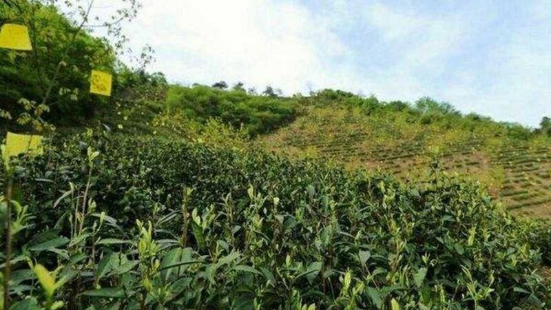 智慧农业助力小型农场：如何选择合适的适用方案
