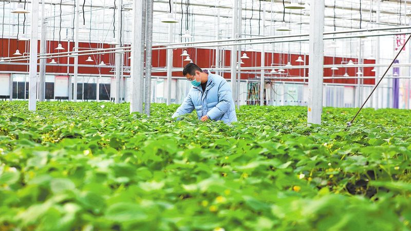 种植参数定制：从经验种植到精准农业的关键一步