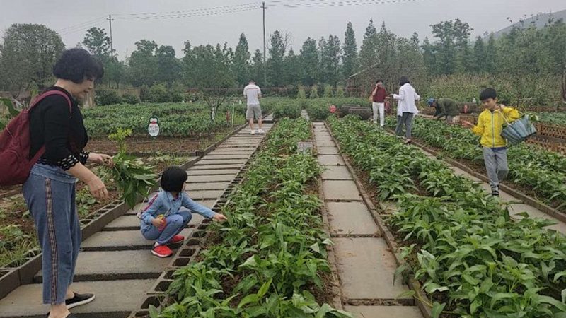 小麦玉米无人机植保，为什么价格差三倍