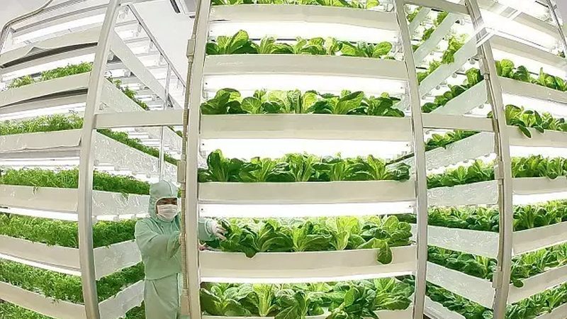 有机蔬菜价格与品质：揭秘背后的秘密