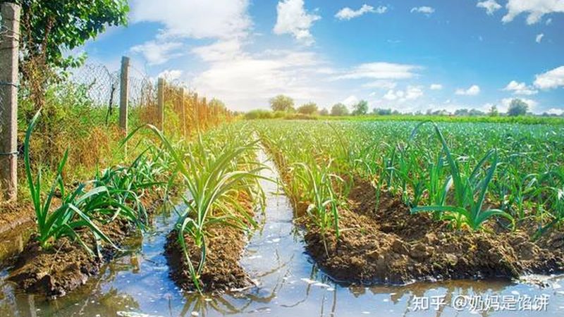 如何选择优质中国农业种植公司？**