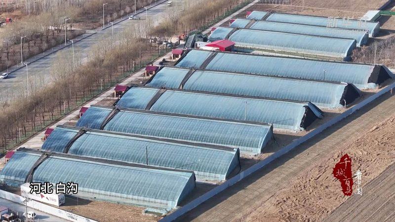 山东智慧农业示范基地：从概念热到落地难，真相是什么